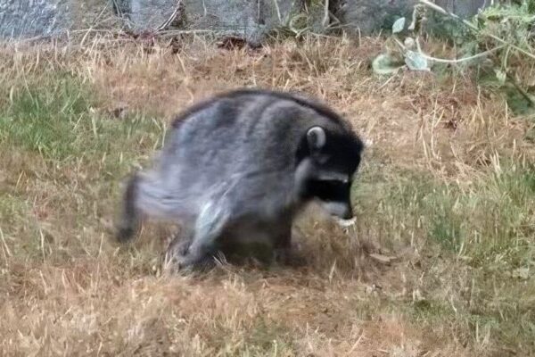 Jimothy the Raccoon