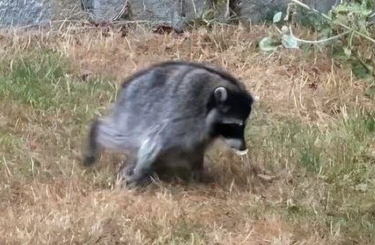 Jimothy the Raccoon