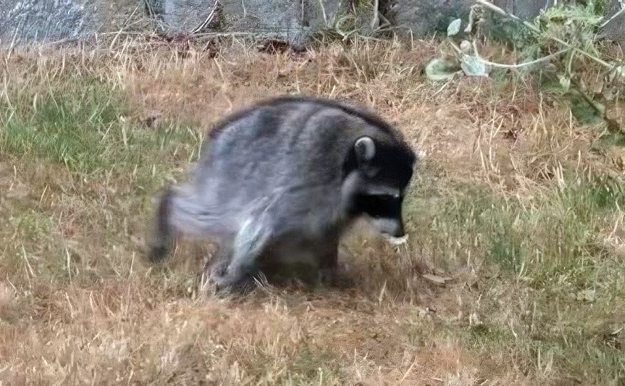Jimothy the Raccoon